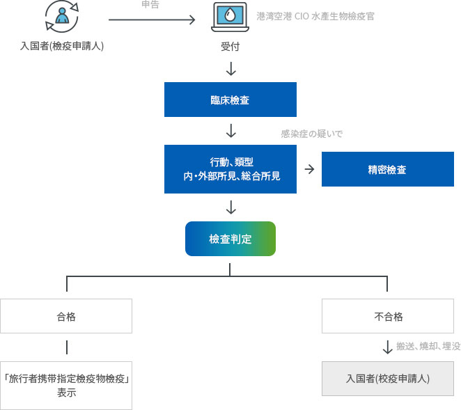 入国者(檢疫申請人) → 申告 → 受付(港湾空港 CIO 水產生物檢疫官) → 臨床檢查 → 行動、類型内・外部所見、総合所見( → 感染症の疑いで → 精密檢查) → 檢查判定 → 合格(「旅行者携带指定檢疫物檢疫」表示), 不合格 (搬送、燒却、埋没 → 入国者(校疫申請人))