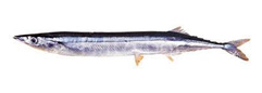Saury image